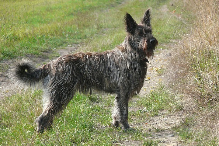 Cheffie du domaine de sursaint