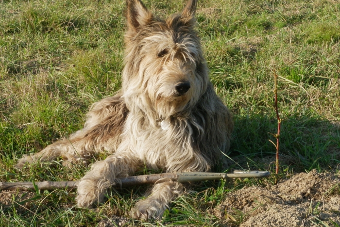Bacchus du domaine de sursaint