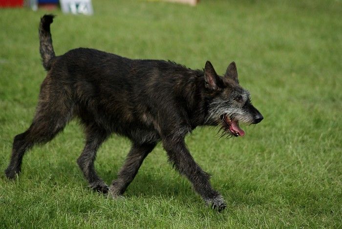Cookie du domaine de sursaint