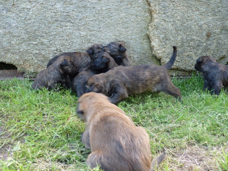 Chiots 2016  21jours